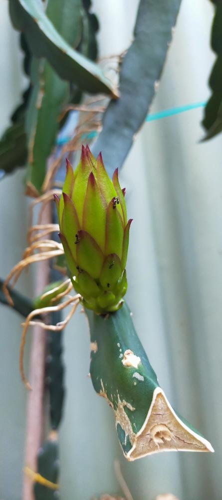 Buds about to open